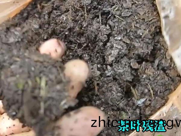 雙(shuang)螺(luo)鏇(xuan)壓(ya)搾機(ji)原(yuan)理
